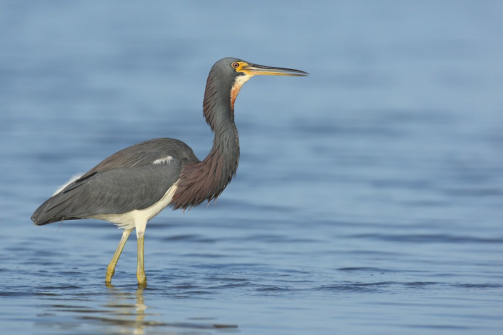 Egretta tricolor | Tricolored Heron | trefärgad häger