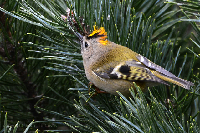 Goldcrest with crest