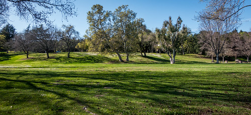 california park ca flowers blue trees sky green grass us afternoon unitedstates outdoor meadow losgatos springflowers picnictable santaclaracountyparks vasonalakecountypark