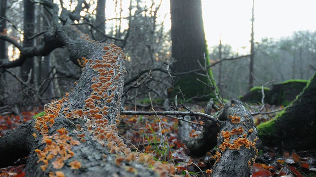 Tannen-Blättling (Gloeophyllum abietinum) auf einem toten Baum am Waldteich; Bergenhusen Stapelholm