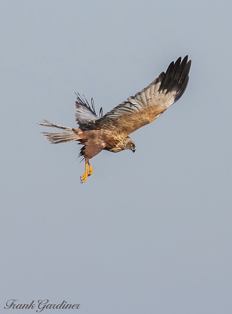 Marsh Harrier (male)