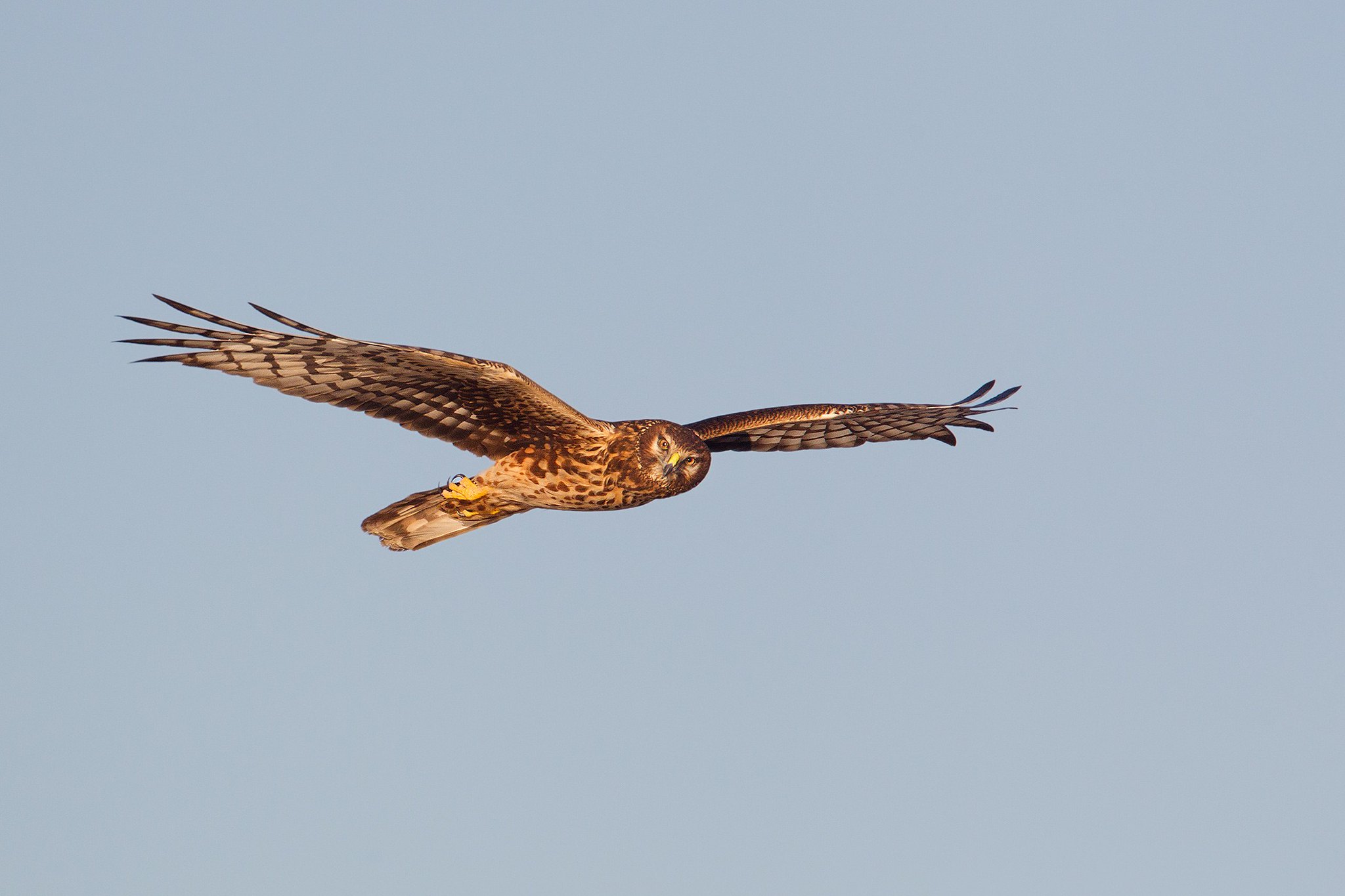 Circus cyaneus | Hen Harrier | blå kärrhök