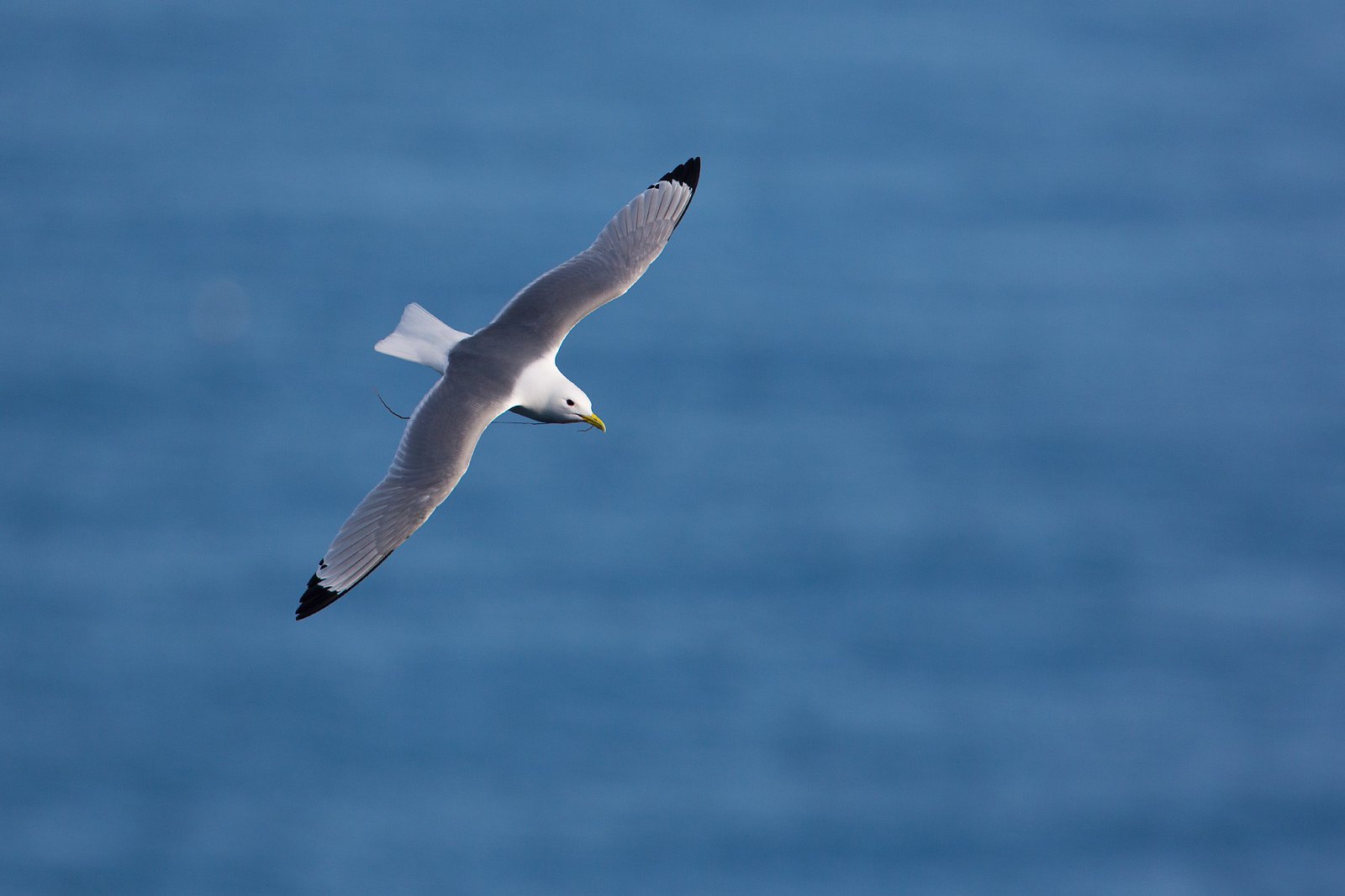 Rissa tridactyla | Black-legged Kittiwake | tretåig mås