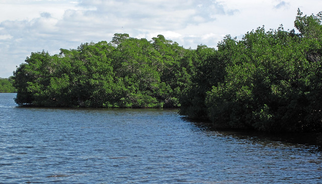 Rhizophora mangle (red mangroves) (Sanibel Island, Florida, USA) 1