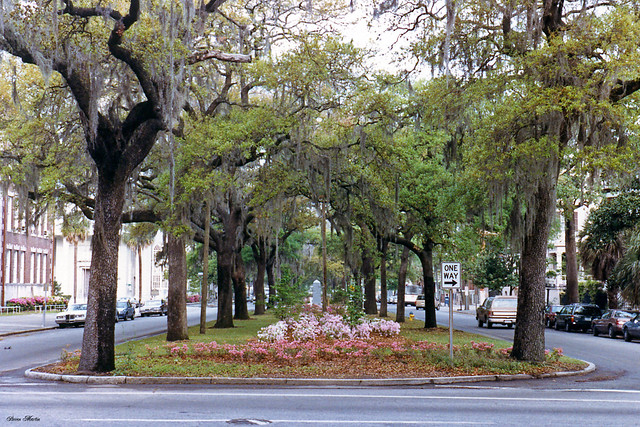 Oglethorpe Avenue, Looking West from Drayton, Savannah