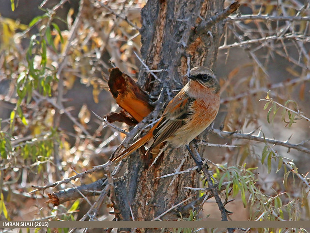 Rufous-backed Redstart (Phoenicurus erythronotus)