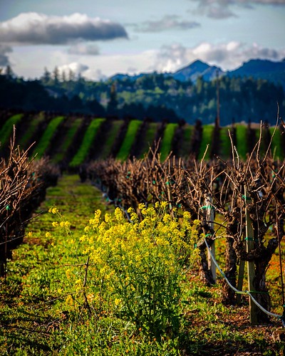 california winter flower vineyard sonoma mustard