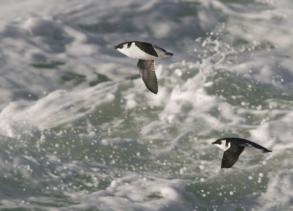 Alle alle | Little Auk | alkekung