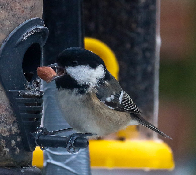 Coal Tit with peanut lunch