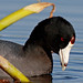 Flickr photo 'American Coot (Fulica americana)' by: Mary Keim.