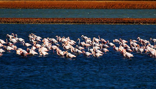 wild mountains nature birds closeup canon israel desert natural wildlife flock reserve flamingos negev canondslr eilat canon70200f4l negevdesert canon600d canont3i canonkiss5 eilatmountainsnaturereserve aflockofflamingoseilatmountainsnaturereserveisrael aflockofflamingos