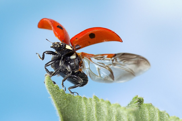 Ladybird taking flight