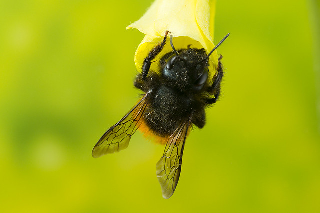 Bee hanging on a flower