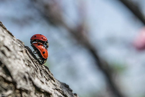 macro spring greece crete ladybird ladybug mating ladybugs ladybeetle springtime heraklio siminis