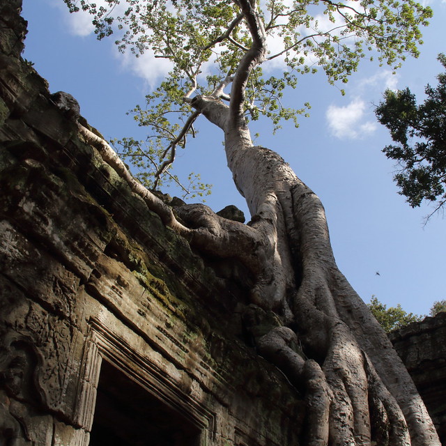 Ta Prohm, Angkor Archeological Park.