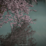 桜 Sakura Flow