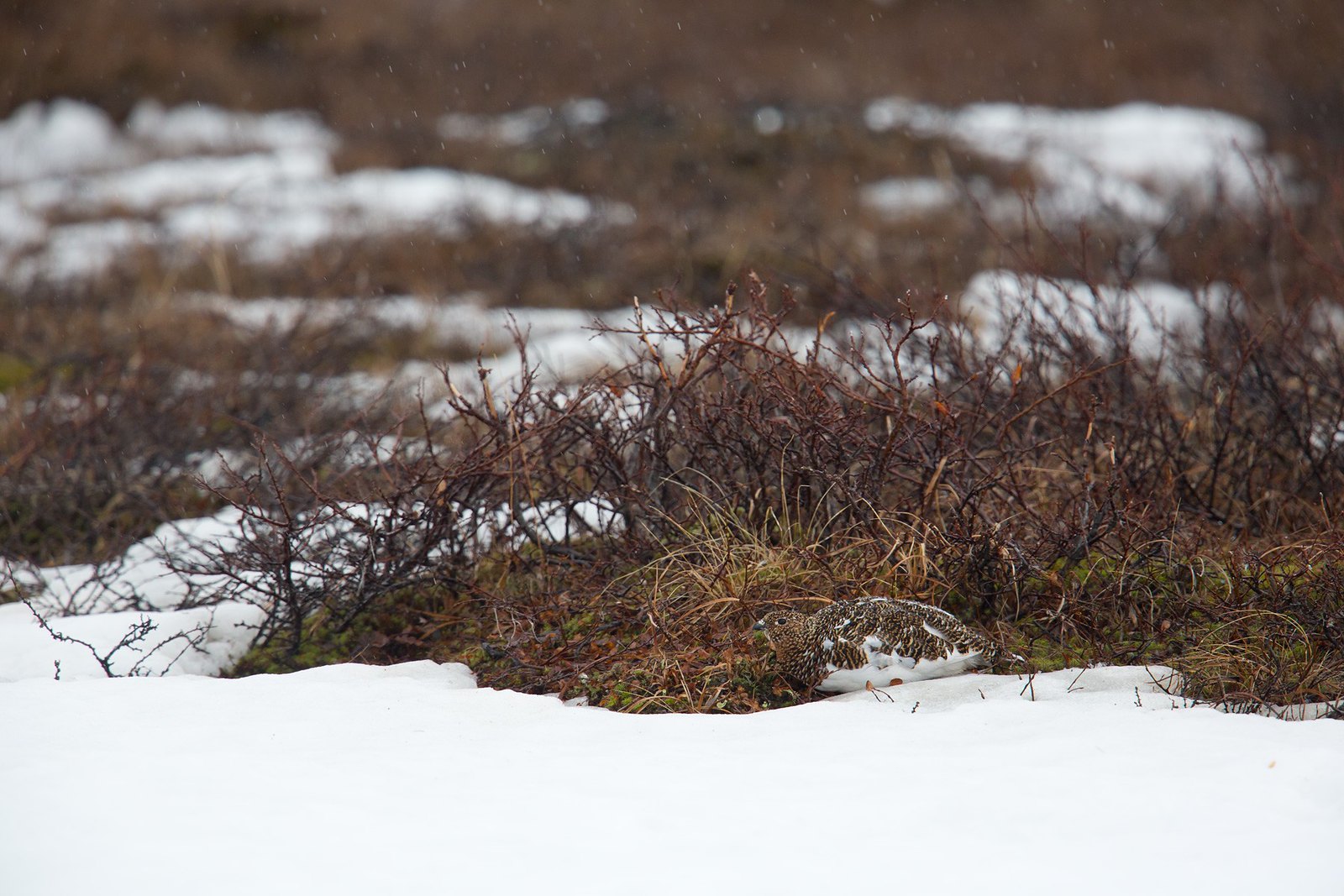 Lagopus lagopus | Willow Ptarmigan | dalripa