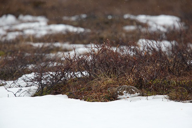 Lagopus lagopus | Willow Ptarmigan | dalripa