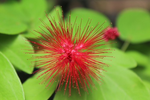Red spikes | by james_berriman_photography