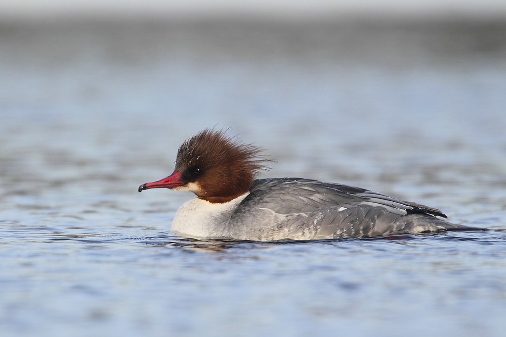 Mergus merganser | Common Merganser | storskrake