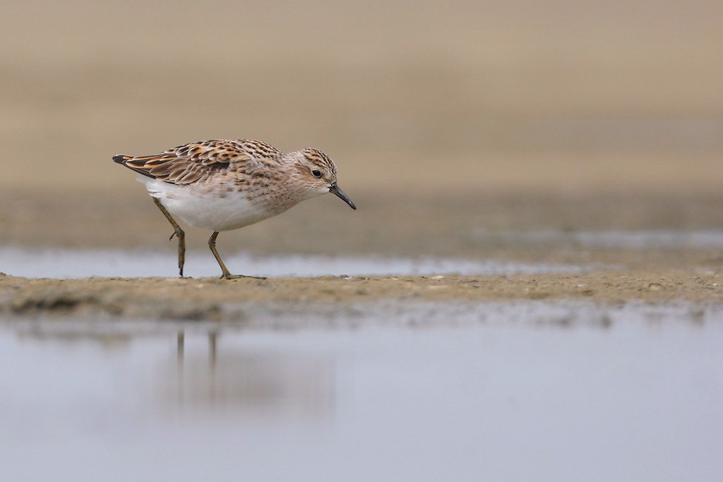 Calidris subminuta | Long-toed Stint | långtåsnäppa