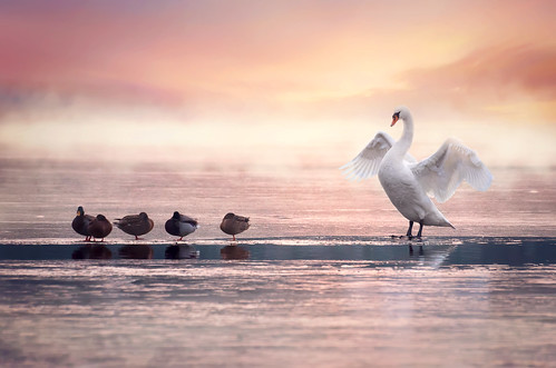 winter sunset cold reflection art ice nature water fog photography duck swan pond hungary fine montage andras pasztor