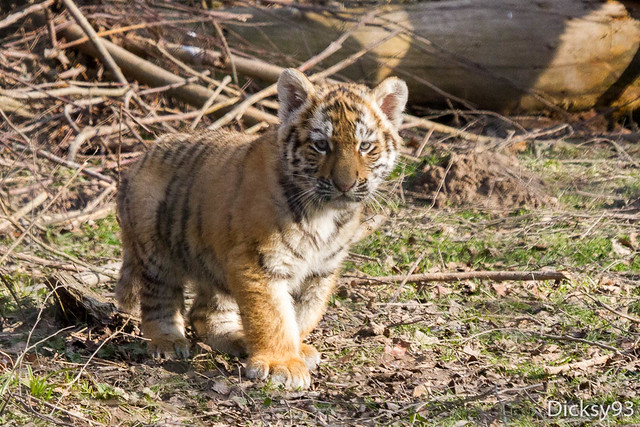 Jeune tigre de Sibérie. Je suis né le 28/12/15 et je fais partie d'une fratrie de trois petits tigres.