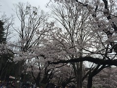 The bloom of cherry blossom (sakura) at Inokashira park