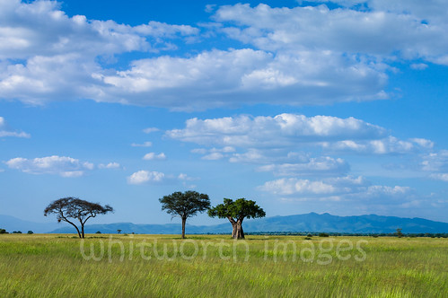africa blue sky tree nature clouds landscape tanzania outdoors nationalpark african scenic plains grassland baobab tarangire savanna eastafrica tarangirenationalpark