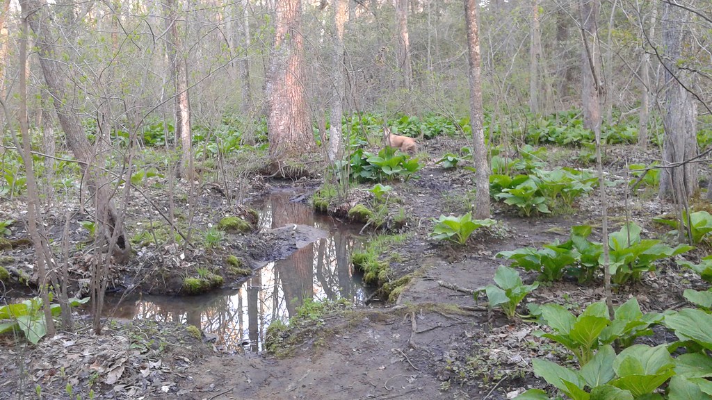 Concert Trail
