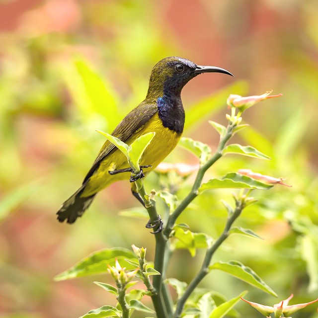 Olive-backed male Sunbird