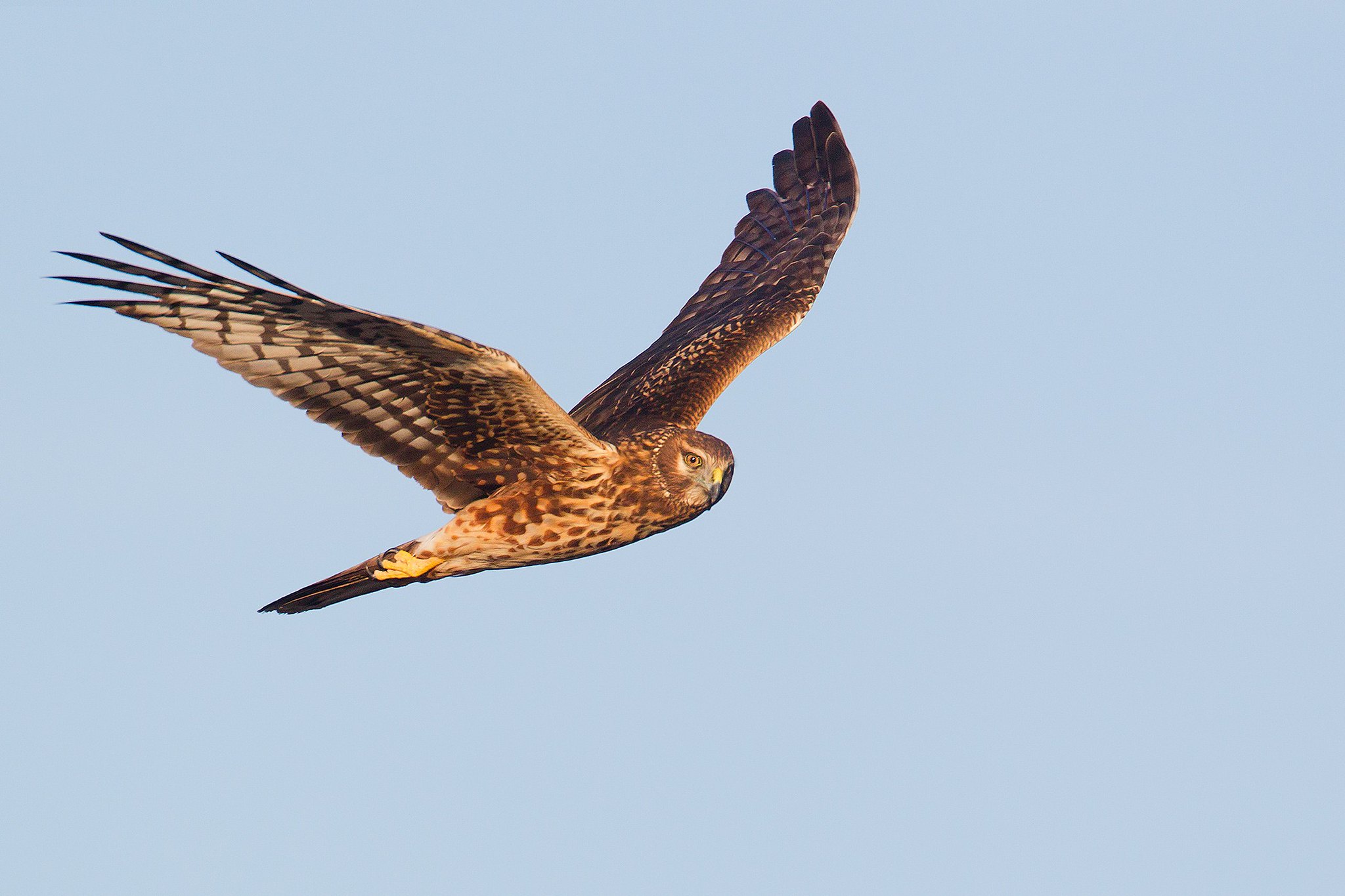 Circus cyaneus | Hen Harrier | blå kärrhök