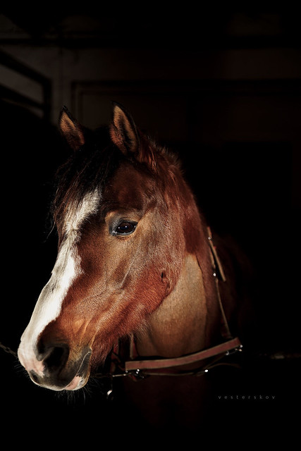 Todays test subject - My Horse - Karith