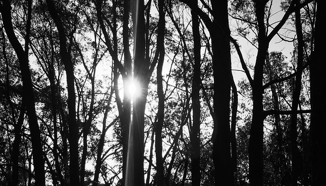 Ballarat East Forest