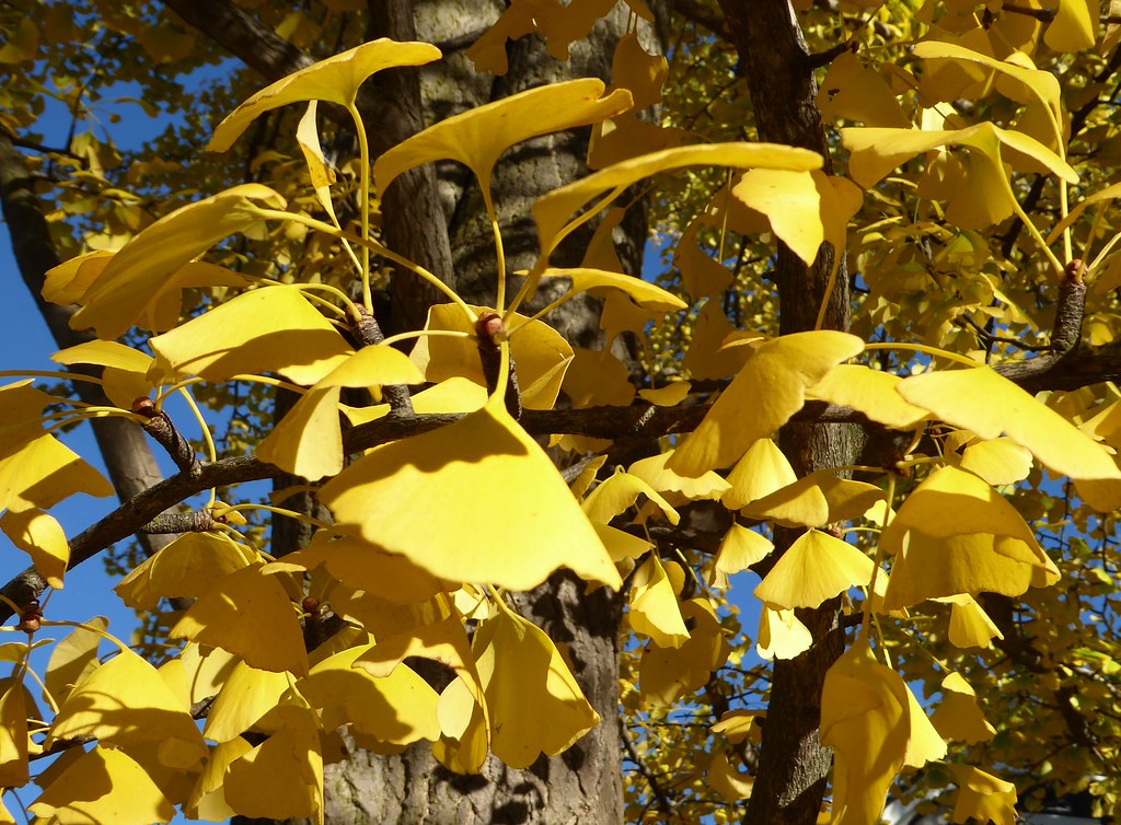Wheaton, IL, Fall, Yellow Ginkgo Tree Foliage