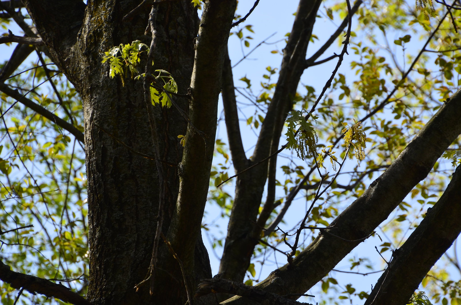 Oak trees: Quercus coccinea