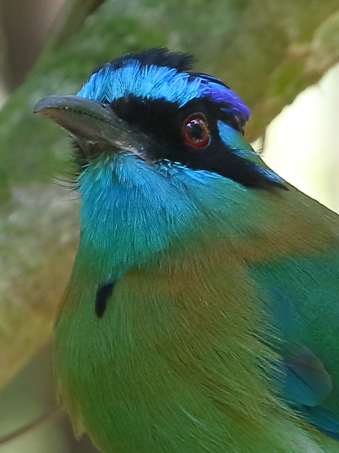 IMG_9545a Blue Crowned Motmot