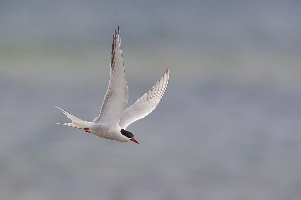 Sterna hirundo | Common Tern | fisktärna