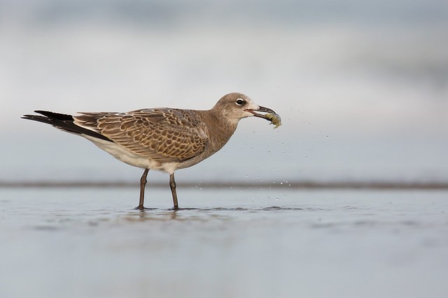 Leucophaeus atricilla | Laughing Gull | sotvingad mås