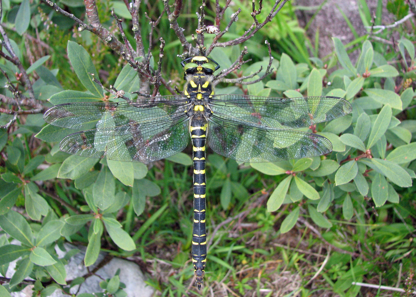 Golden-ringed Dragonfly - Cordulegaster boltonii
