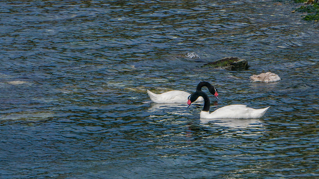 Black-necked Swans