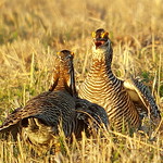 Greater Prairie-Chicken 2016-04-04 (73) Greater Prairie-Chicken - digiscoped - 4 April 2016 - Calamus Outfitters, Switzer Ranch, Loup County, NE