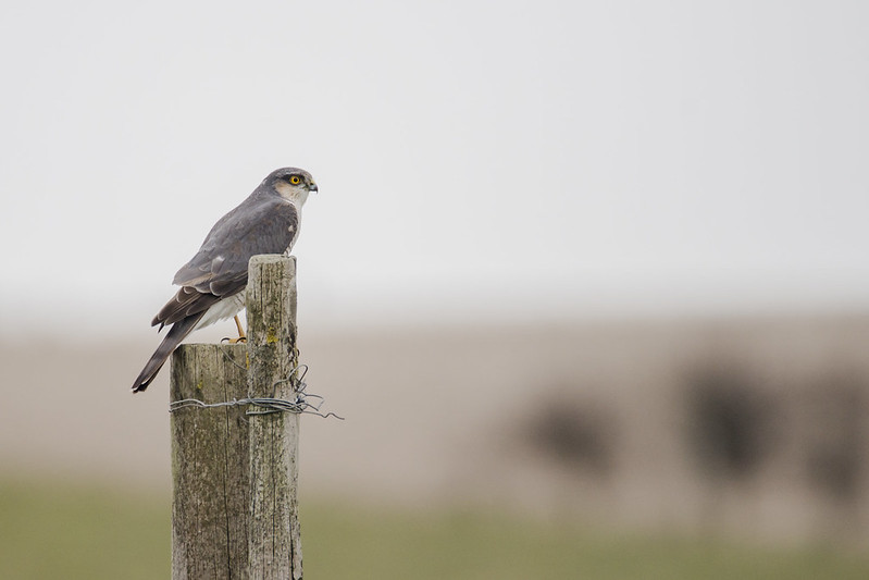 Sparrowhawk Surveying the Plain