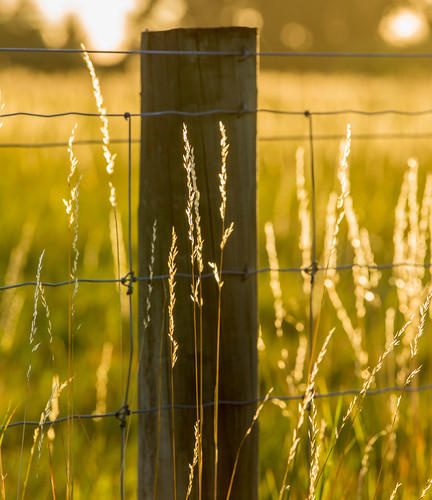 Grass at Sunset by furbs01 Thanks for 7,186,971 views @ June 2025, sunlight grass