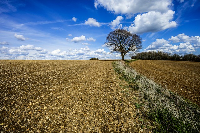 Lone Tree in Hampshire