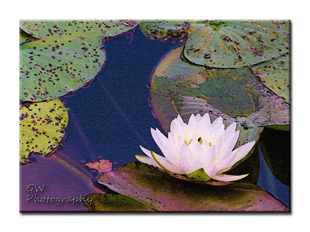Water Lily Artistry