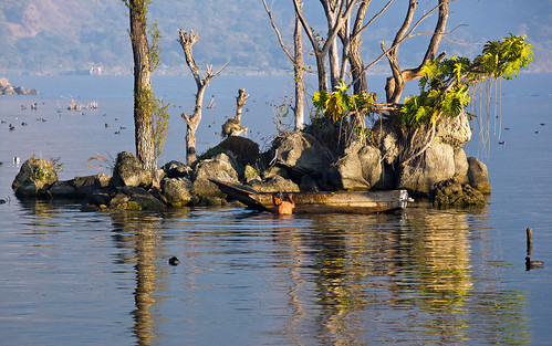 lake reflection bird heron water volcano fishing guatemala atitlan coot sanpedro lakeatitlan sanpedrolalaguna
