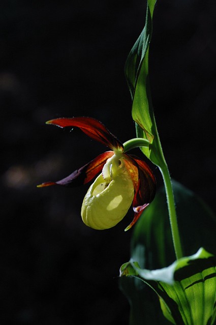 d0601113 | Frauenschuh (Cypripedium calceolus). Vercors, 06.06.2006