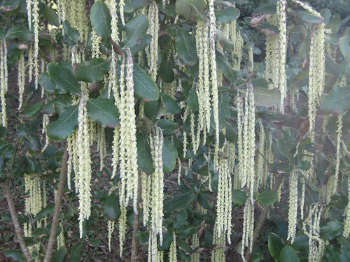 Garrya Elliptica | by misslinder