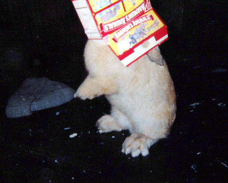 rabbit | animal crackers, yum! | sarah | Flickr
